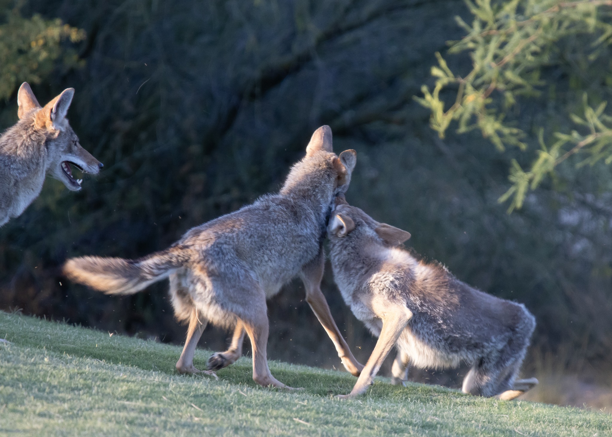 Foxes playing